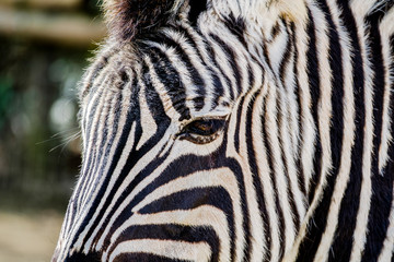 Fototapeta na wymiar Zebra head close-up.