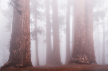 Giant sequoia trees in Sequoia National Park, USA