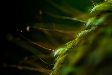 Micro fern fronds - 1mm size fern in close up