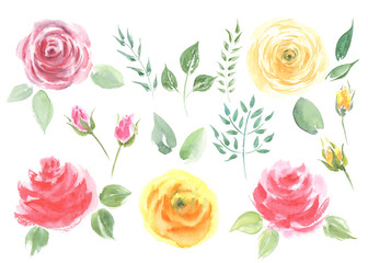 Collection Watercolor Roses.  Art design flower vintage illustration.