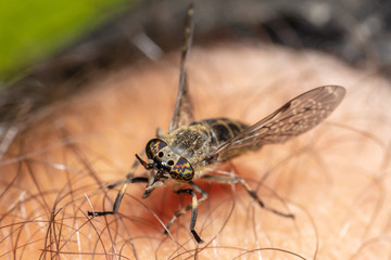 Common Horse Fly (Haematopota pluvialis) sits on arm, ready for a bloody meal