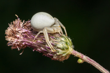 Crab spider (Misumena vatia) is waiting for victims
