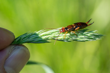 Common earwig (Forficula auricularia) sitting on a grass spike