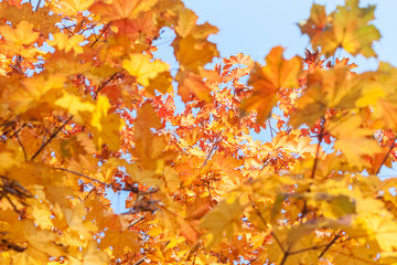 autumn yellow leaves textured background sunny light