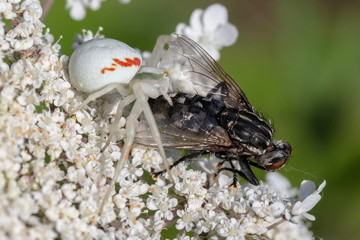 Crab spider (Misumena vatia) is having a meal