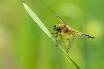 Four-spotted chaser (Libellula quadrimaculata) sits on a leaf in front of washed out green background