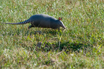 Armadillo