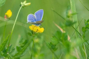 Common blue butterfly (Polyommatus icarus) sits on yellow blossom in the meadow