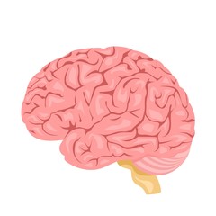 Human anatomy. Brain, internal organ. Medicine and health. Flat style. Cartoon.