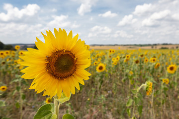 Fototapeta premium Beautiful sunflower with a field of even more sunflowers in the background