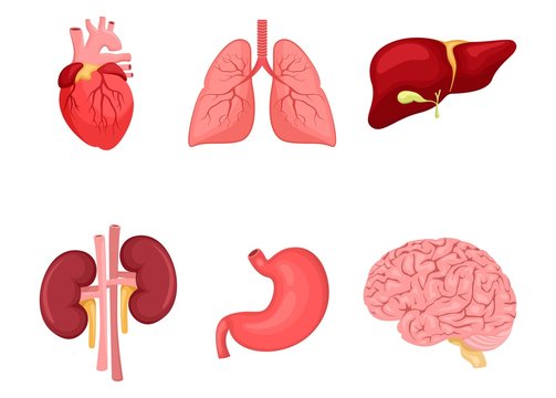 Human anatomy. A set of internal organs. Brain, kidneys, lungs, stomach, heart, liver. Medicine and health. Flat style. Cartoon.
