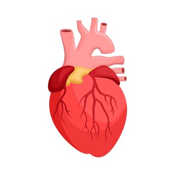 Human anatomy. Heart, internal organ. Medicine and health. Flat style. Cartoon.