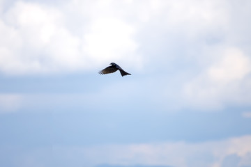 Black drongo, Dicrurus Macrocercus, Action beautiful bird on nice blur background