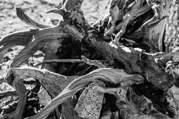 Fototapeta premium Roots Black and White