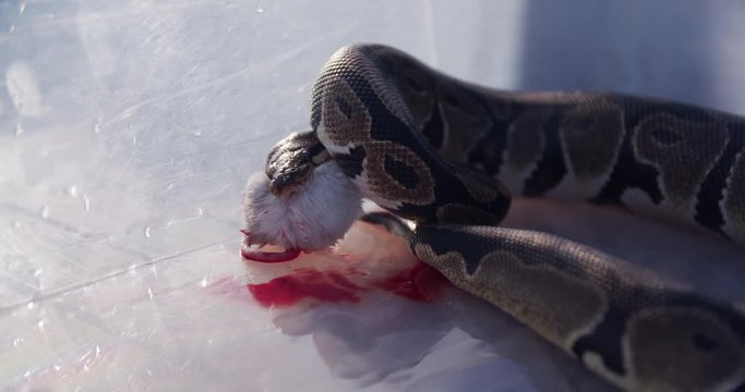 Feeding the snakes