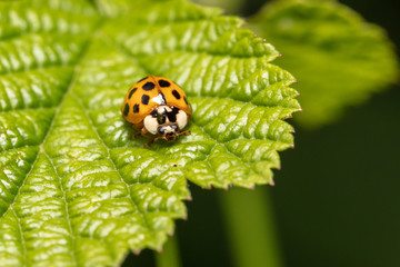 Harlequin, Asian ladybeetle (Harmonia axyridis) sits on a leaf