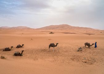 Erg Chebbi Dunes and Five Camels