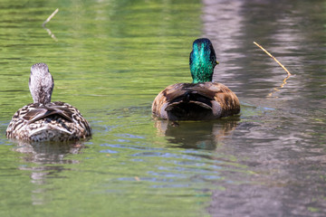 Anas platyrhynchos - Mallard duck