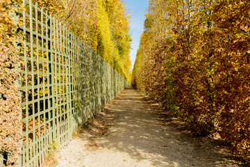 VIew at tree alley in Versailles park in autumn season time