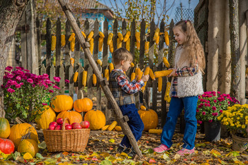 Fototapeta na wymiar Autumn gathering apples on the farm. Children collect fruit in the basket. Outdoor fun for kids.