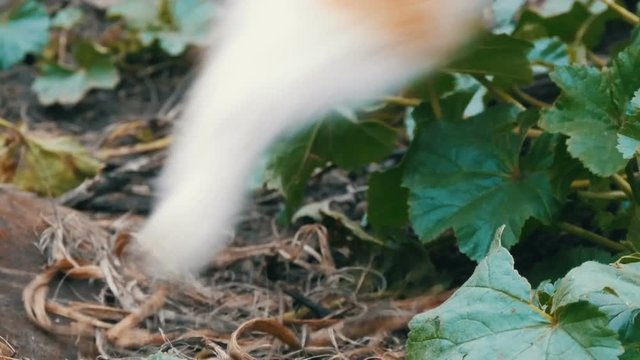 Tricolor cat eats caught mouse in yard