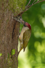 The European Green Woodpecker, Picus viridis is feeding its chicks before they will have the first...