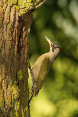 The European Green Woodpecker, Picus viridis is feeding its chicks before they will have the first flight out. Nesting cavity is in old dry tree, green background, pretty morning and soft golden light