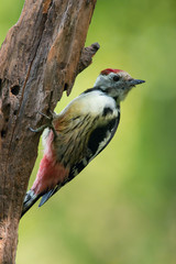 The Middle Spotted Woodpecker,  Dendrocoptes medius is sitting on the branch of tree, somewhere in the forest, colorful background and nice soft light