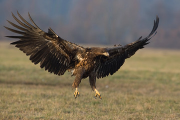 The White-tailed eagle is flying over the late autumn land