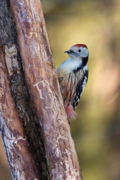 The Middle Spotted Woodpecker,  Dendrocoptes medius is sitting on the branch of tree, somewhere in the forest, colorful background and nice soft light