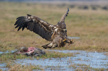 The White-tailed eagle eating the dead wild boar
