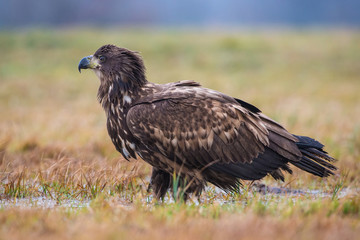 The White-tailed Eagle, Haliaeetus albicilla is sitting in autumn color environment of wildlife. Also known as the Ern, Erne, Gray Eagle, Eurasian Sea Eagle. In the foreground is a grass...
