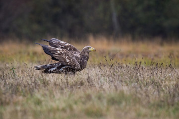 The White-tailed Eagle, Haliaeetus albicilla is sitting in autumn color environment of wildlife. Also known as the Ern, Erne, Gray Eagle, Eurasian Sea Eagle. In the foreground is a grass...