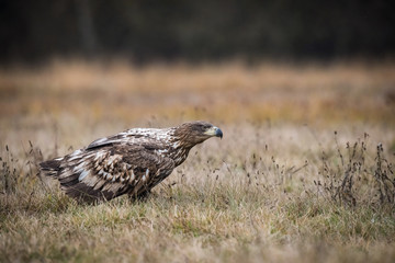 The White-tailed Eagle, Haliaeetus albicilla is sitting in autumn color environment of wildlife. Also known as the Ern, Erne, Gray Eagle, Eurasian Sea Eagle. In the foreground is a grass...