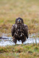 The White-tailed Eagle, Haliaeetus albicilla is sitting in autumn color environment of wildlife. Also known as the Ern, Erne, Gray Eagle, Eurasian Sea Eagle. In the foreground is a grass...