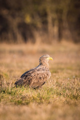 The White-tailed Eagle, Haliaeetus albicilla is sitting in autumn color environment of wildlife. Also known as the Ern, Erne, Gray Eagle, Eurasian Sea Eagle. In the foreground is a grass...