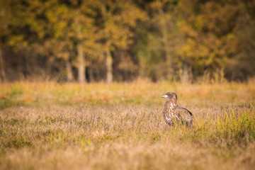 The White-tailed Eagle, Haliaeetus albicilla is sitting in autumn color environment of wildlife. Also known as the Ern, Erne, Gray Eagle, Eurasian Sea Eagle. In the foreground is a grass...