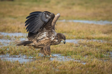 The White-tailed Eagle, Haliaeetus albicilla is sitting in autumn color environment of wildlife. Also known as the Ern, Erne, Gray Eagle, Eurasian Sea Eagle. In the foreground is a grass...