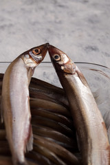 Two fish kissing, small sprat in a glass container.