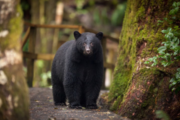 Black Bear On The Boardwalk