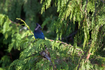 Steller's Jay