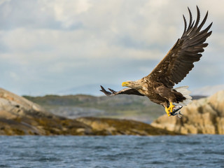 Fototapeta na wymiar The White-tailed Eagle, Haliaeetus albicilla just has caught a fish from water, colorful environment of wildness. Also known as the Ern, Erne, Gray Eagle. Norway. Nice summer background...