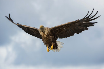 The White-tailed Eagle, Haliaeetus albicilla just has caught a fish from water, colorful environment of wildness. Also known as the Ern, Erne, Gray Eagle. Norway. Nice summer background...