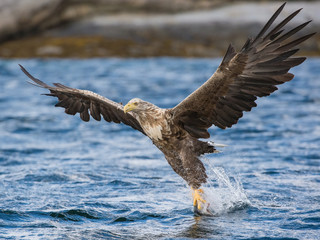 The White-tailed Eagle, Haliaeetus albicilla just has caught a fish from water, colorful environment of wildness. Also known as the Ern, Erne, Gray Eagle. Norway. Nice summer background...