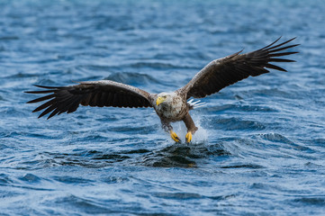 The White-tailed Eagle, Haliaeetus albicilla just has caught a fish from water, colorful environment of wildness. Also known as the Ern, Erne, Gray Eagle. Norway. Nice summer background...
