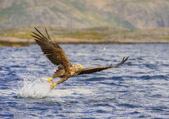 The White-tailed Eagle, Haliaeetus albicilla just has caught a fish from water, colorful environment of wildness. Also known as the Ern, Erne, Gray Eagle. Norway. Nice summer background...