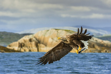 The White-tailed Eagle, Haliaeetus albicilla just has caught a fish from water, colorful environment of wildness. Also known as the Ern, Erne, Gray Eagle. Norway. Nice summer background...
