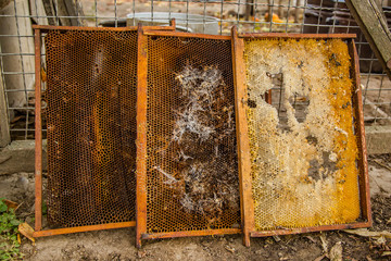Culled old brood frame from honey bee hive with wax moth tunnels and webbing.
