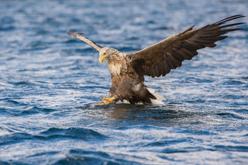The White-tailed Eagle, Haliaeetus albicilla just has caught a fish from water, colorful environment of wildness. Also known as the Ern, Erne, Gray Eagle. Norway. Nice summer background...