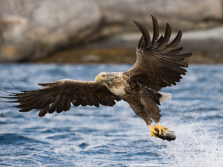 The White-tailed Eagle, Haliaeetus albicilla just has caught a fish from water, colorful environment of wildness. Also known as the Ern, Erne, Gray Eagle. Norway. Nice summer background...